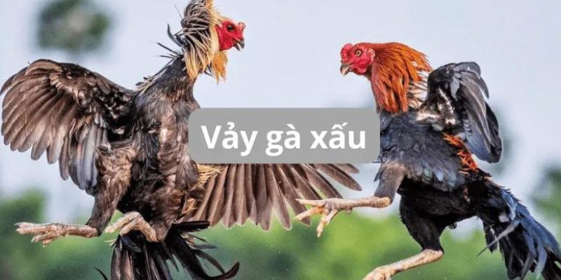 23 vảy gà xấu