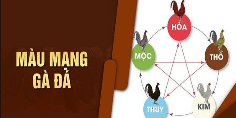 màu mạng gà đá ok9