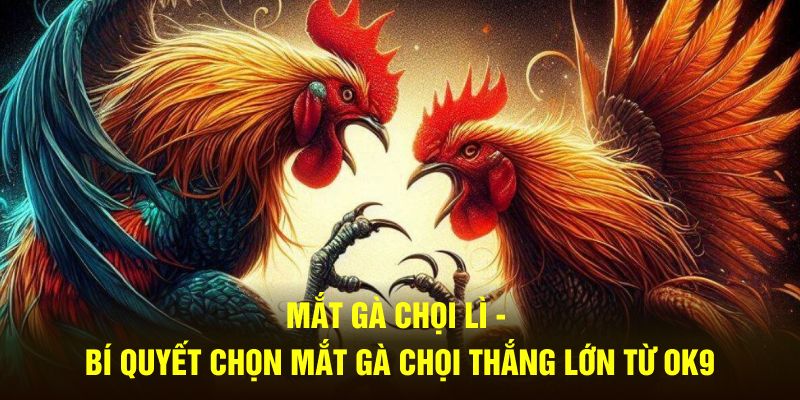 Mắt Gà Chọi Lì - Bí Quyết Chọn Mắt Gà Chọi Thắng Lớn từ OK9